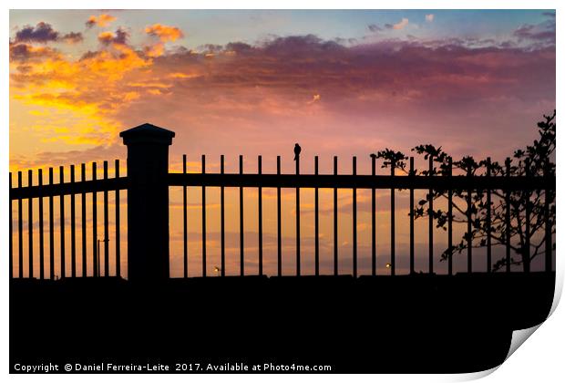 Sunset Scene Small Bird Over Fence Print by Daniel Ferreira-Leite