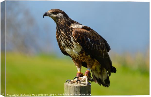 Red-tailed hawk Canvas Print by Angus McComiskey