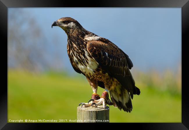 Red-tailed hawk Framed Print by Angus McComiskey