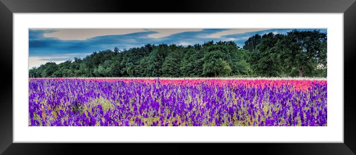 Delphinium Fields Framed Mounted Print by Janette Hill