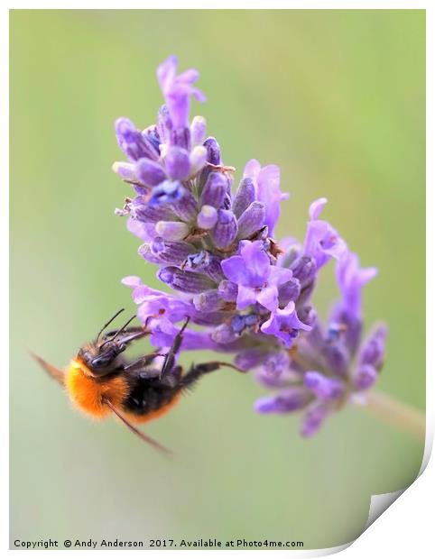 Tawny Mining Bee on Lavender Print by Andy Anderson