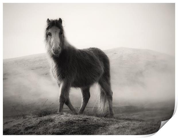 Wild Pony Portrait Print by Simon Rees