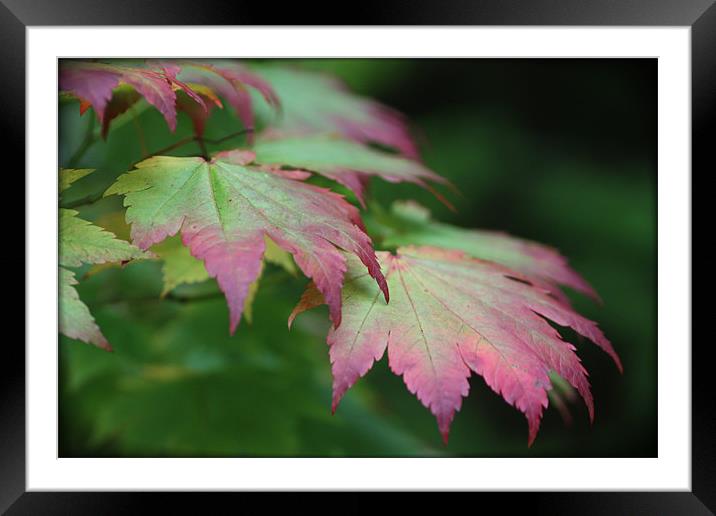 Colours of Autumn Framed Mounted Print by Elan Tanzer