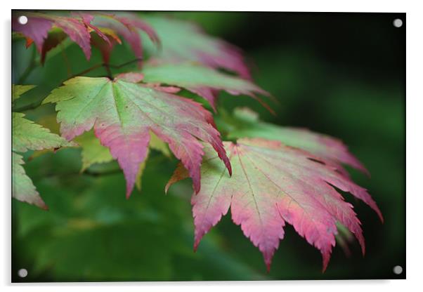 Colours of Autumn Acrylic by Elan Tanzer