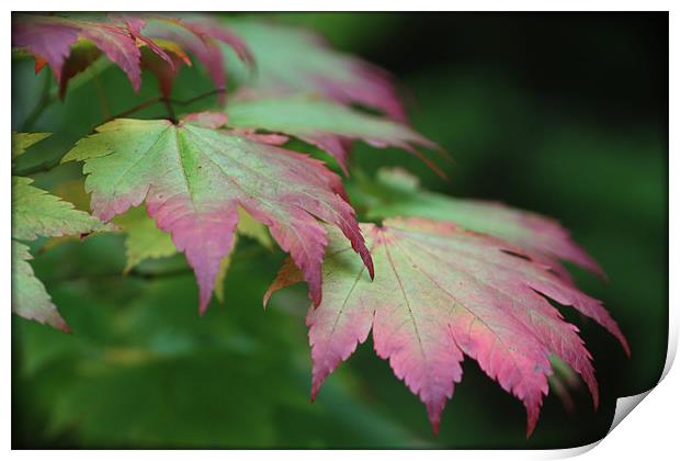 Colours of Autumn Print by Elan Tanzer