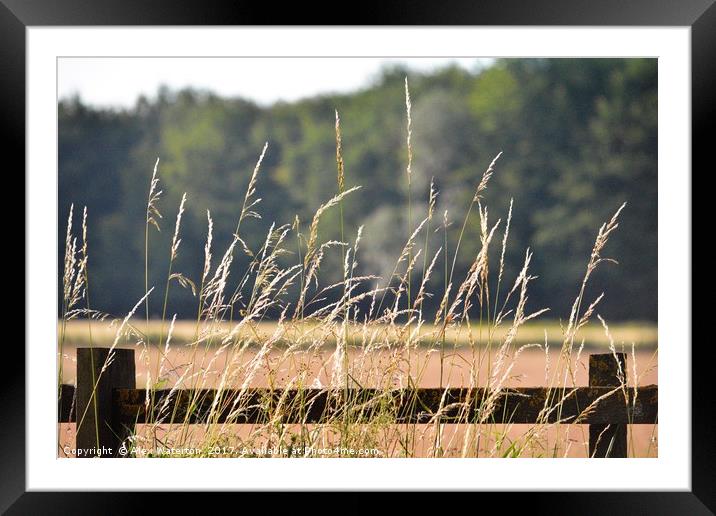 Farmland borders Framed Mounted Print by Alex Waterton