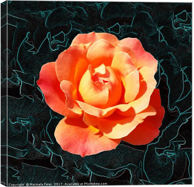 Bright orange rose Canvas Print by Marinela Feier