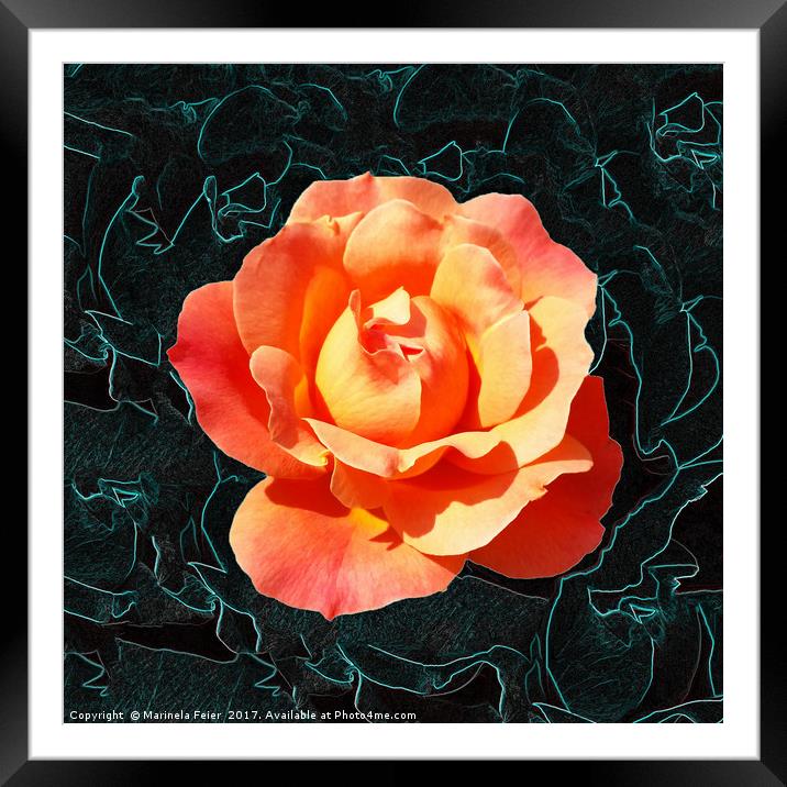 Bright orange rose Framed Mounted Print by Marinela Feier