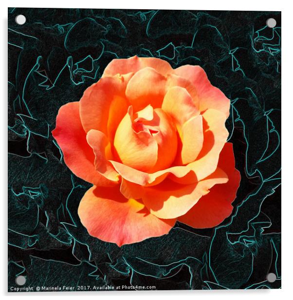 Bright orange rose Acrylic by Marinela Feier
