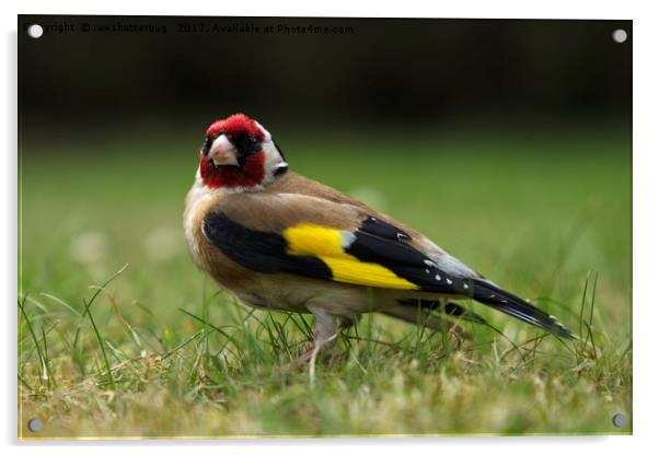 Goldfinch Acrylic by rawshutterbug 