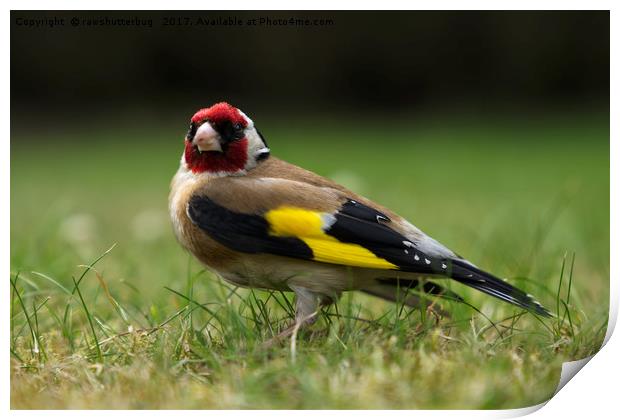Goldfinch Print by rawshutterbug 