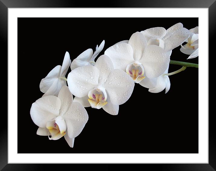 White Orchids Framed Mounted Print by Sarah Couzens
