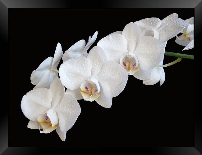 White Orchids Framed Print by Sarah Couzens