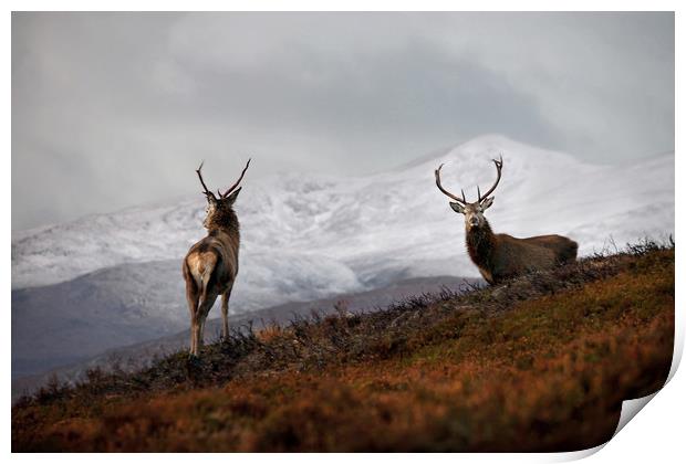 Red Deer Stags Print by Macrae Images