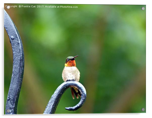 Ruby Throated Hummingbird Acrylic by Frankie Cat