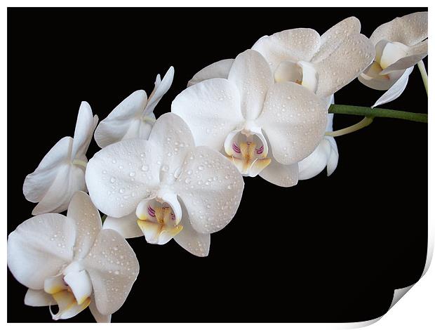 White Orchids Print by Sarah Couzens