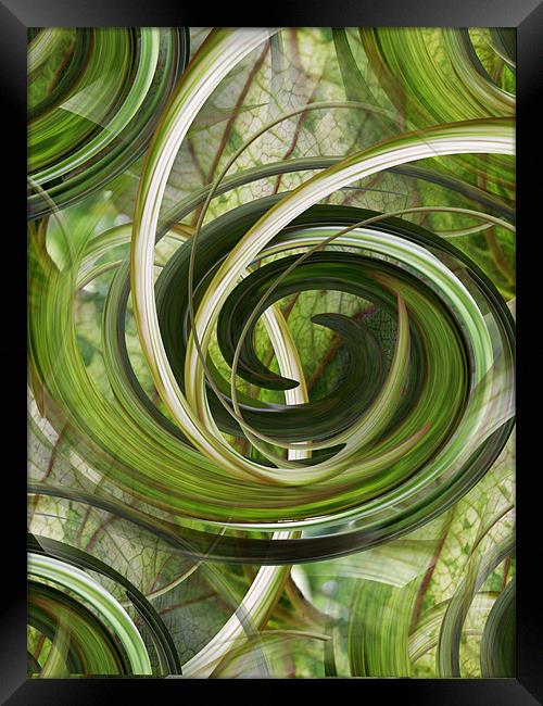 botanical swirls Framed Print by Heather Newton