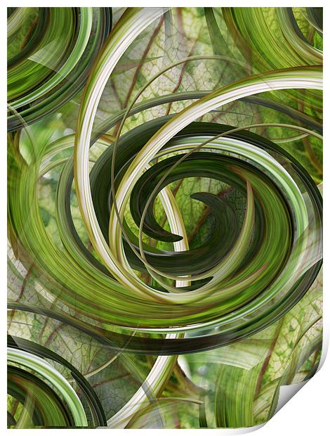 botanical swirls Print by Heather Newton