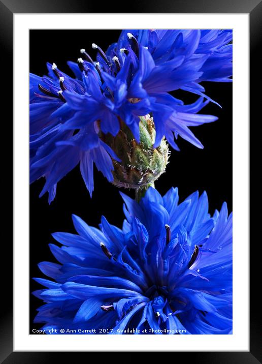 Cornflower Blues Framed Mounted Print by Ann Garrett