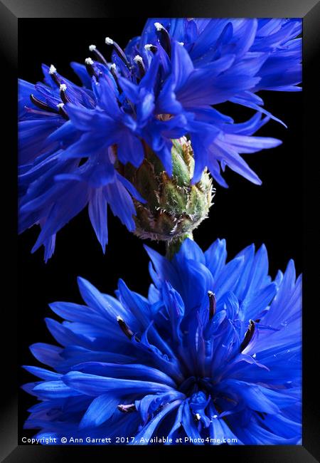 Cornflower Blues Framed Print by Ann Garrett