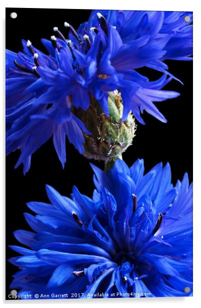 Cornflower Blues Acrylic by Ann Garrett