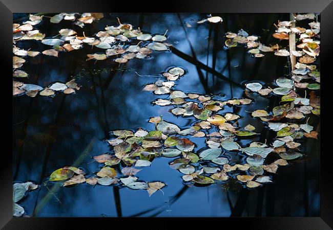 Floating Autumn Leaves Framed Print by Ann Garrett