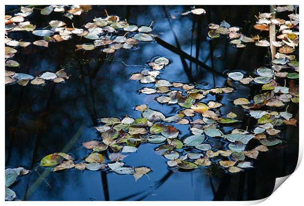 Floating Autumn Leaves Print by Ann Garrett