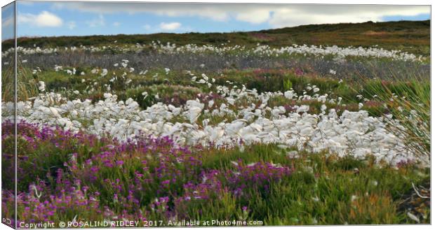 "Cotton Grass and Heather on the North Yorkshire M Canvas Print by ROS RIDLEY