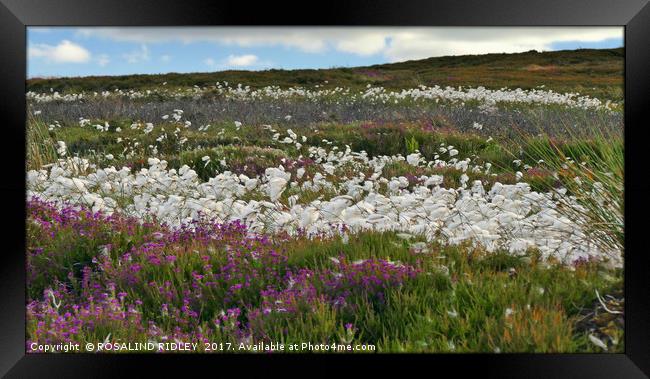 "Cotton Grass and Heather on the North Yorkshire M Framed Print by ROS RIDLEY