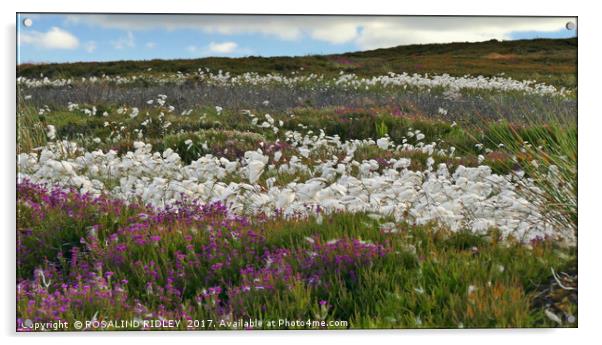 "Cotton Grass and Heather on the North Yorkshire M Acrylic by ROS RIDLEY