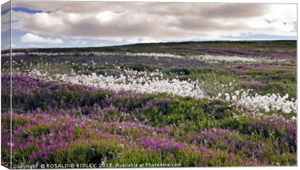 "Dramatic skies over the heather and cotton grass" Canvas Print by ROS RIDLEY