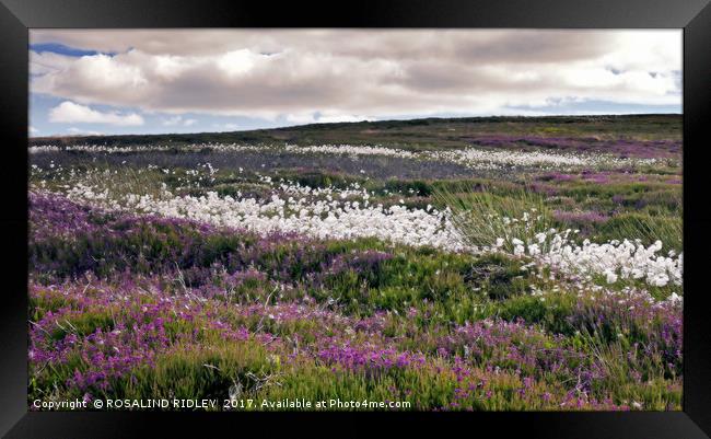 "Dramatic skies over the heather and cotton grass" Framed Print by ROS RIDLEY