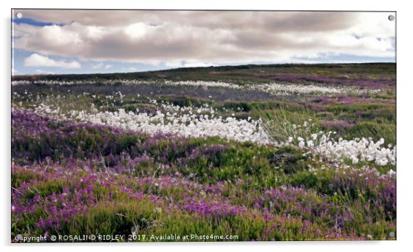 "Dramatic skies over the heather and cotton grass" Acrylic by ROS RIDLEY