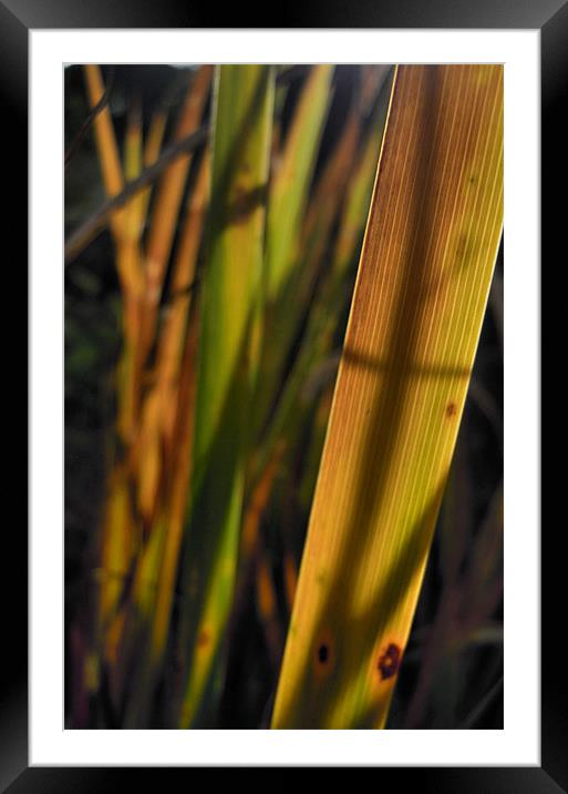 autumn grass Framed Mounted Print by Heather Newton
