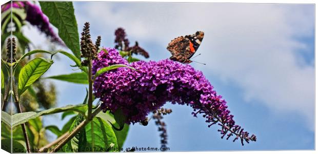 Buddleia & Red Admiral Canvas Print by Frank Irwin