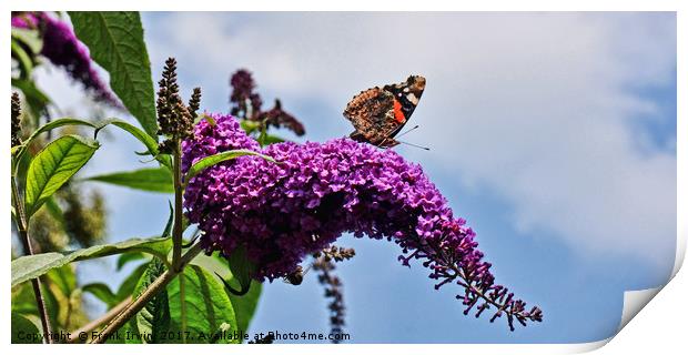 Buddleia & Red Admiral Print by Frank Irwin