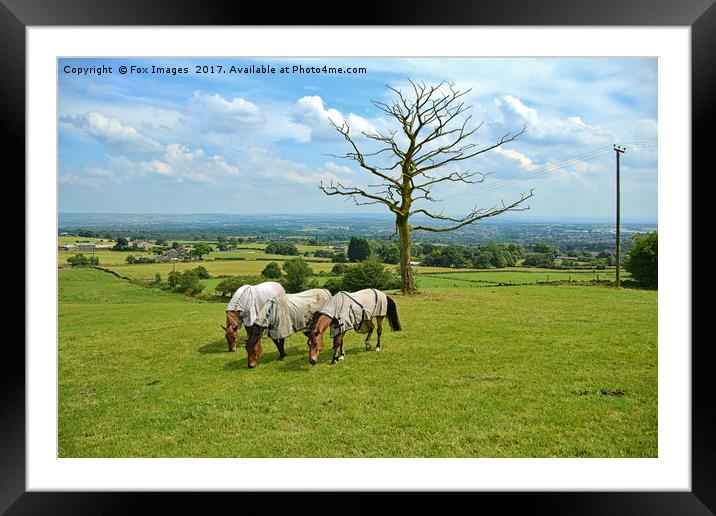 Horses in the meadow Framed Mounted Print by Derrick Fox Lomax
