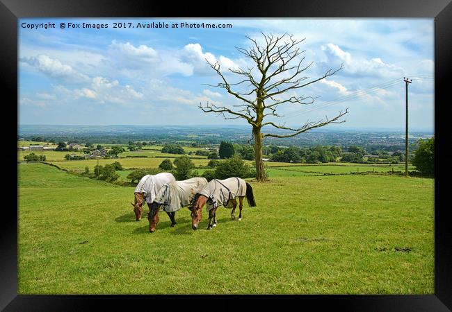 Horses in the meadow Framed Print by Derrick Fox Lomax
