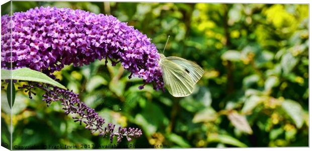 Buddleia & Green veined white Canvas Print by Frank Irwin