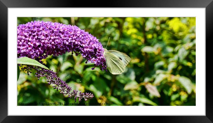 Buddleia & Green veined white Framed Mounted Print by Frank Irwin
