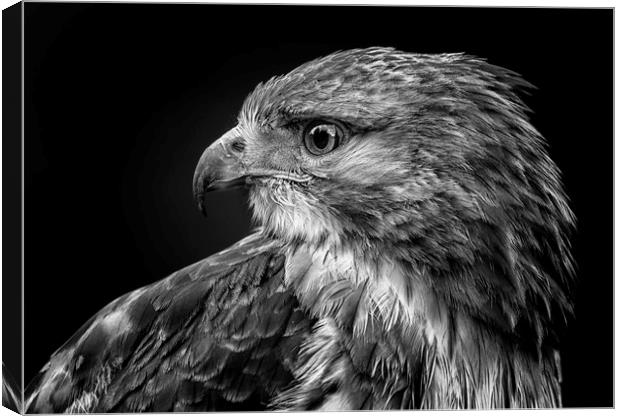 Red tailed hawk Canvas Print by Angela H