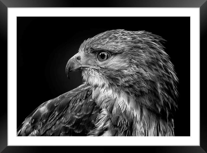 Red tailed hawk Framed Mounted Print by Angela H
