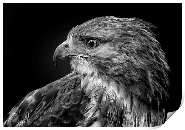 Red tailed hawk Print by Angela H