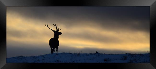 Stag Silhouette Framed Print by Macrae Images