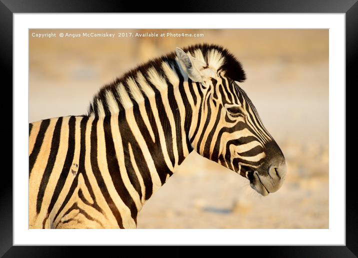 Zebra portrait at first light Framed Mounted Print by Angus McComiskey