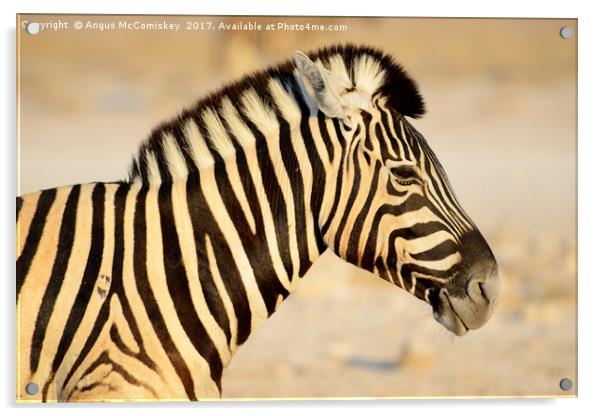 Zebra portrait at first light Acrylic by Angus McComiskey