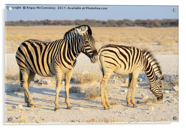 Female zebra with foal Etosha Park, Namibia Acrylic by Angus McComiskey