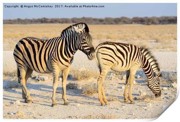 Female zebra with foal Etosha Park, Namibia Print by Angus McComiskey