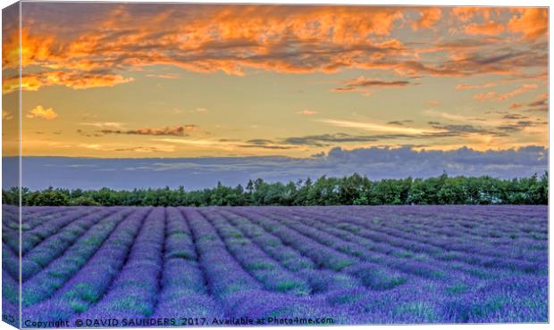 LAVENDER FIELD AT SUNSET Canvas Print by DAVID SAUNDERS