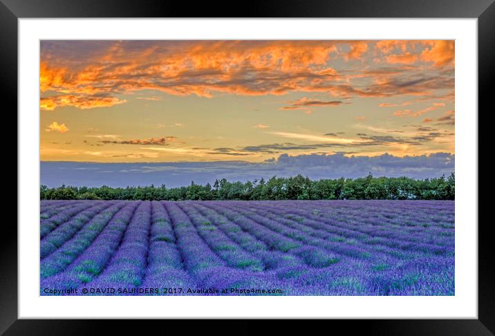 LAVENDER FIELD AT SUNSET Framed Mounted Print by DAVID SAUNDERS